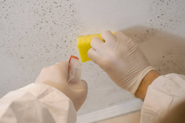 Best Mold Prevention Services  in Alamae, NC
