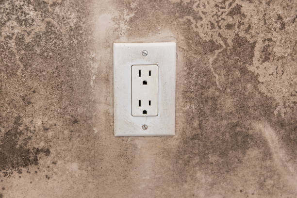 Professional Mold Removal in Alamance, NC